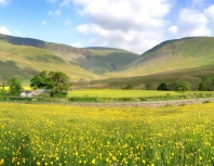 cautley-buttercups-31-5-14s